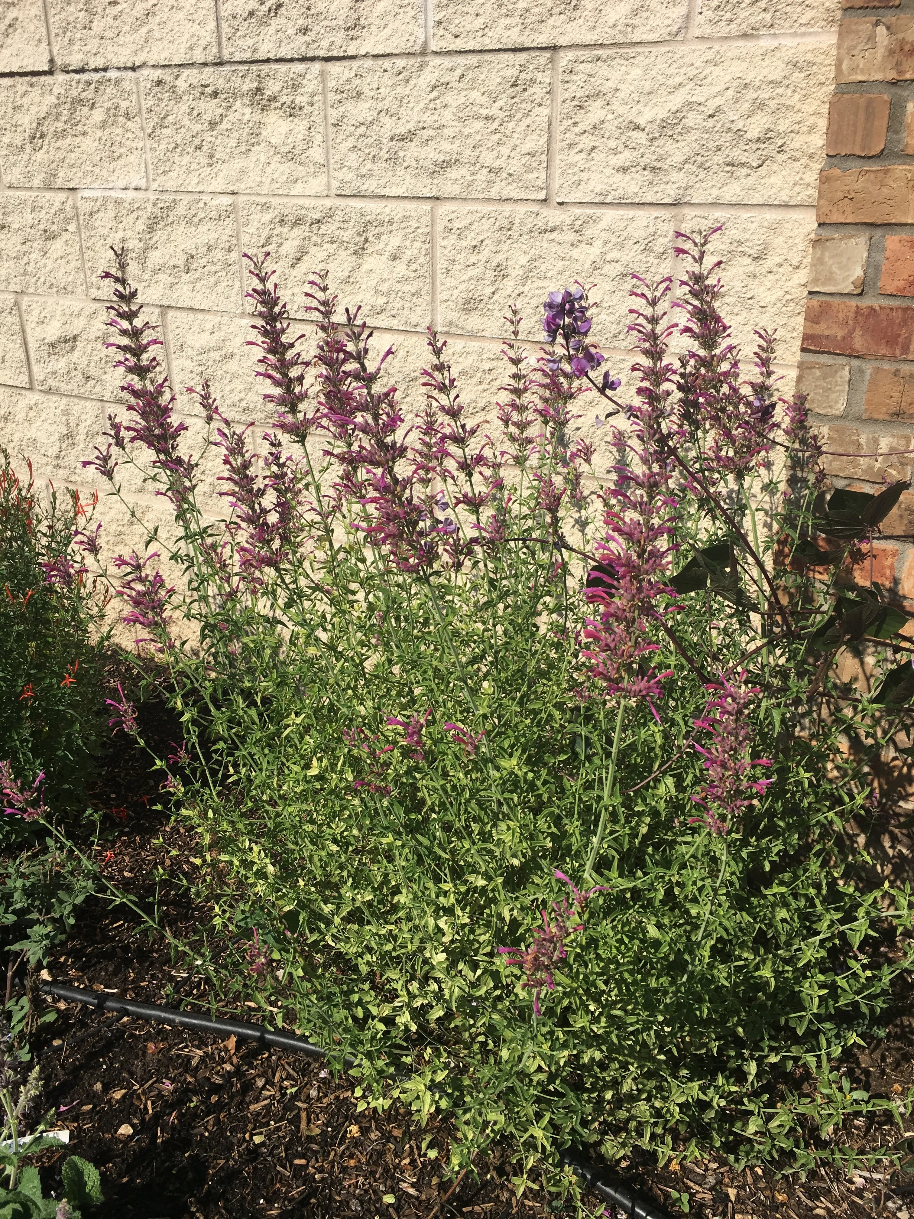 Agastache cana - Double Bubble