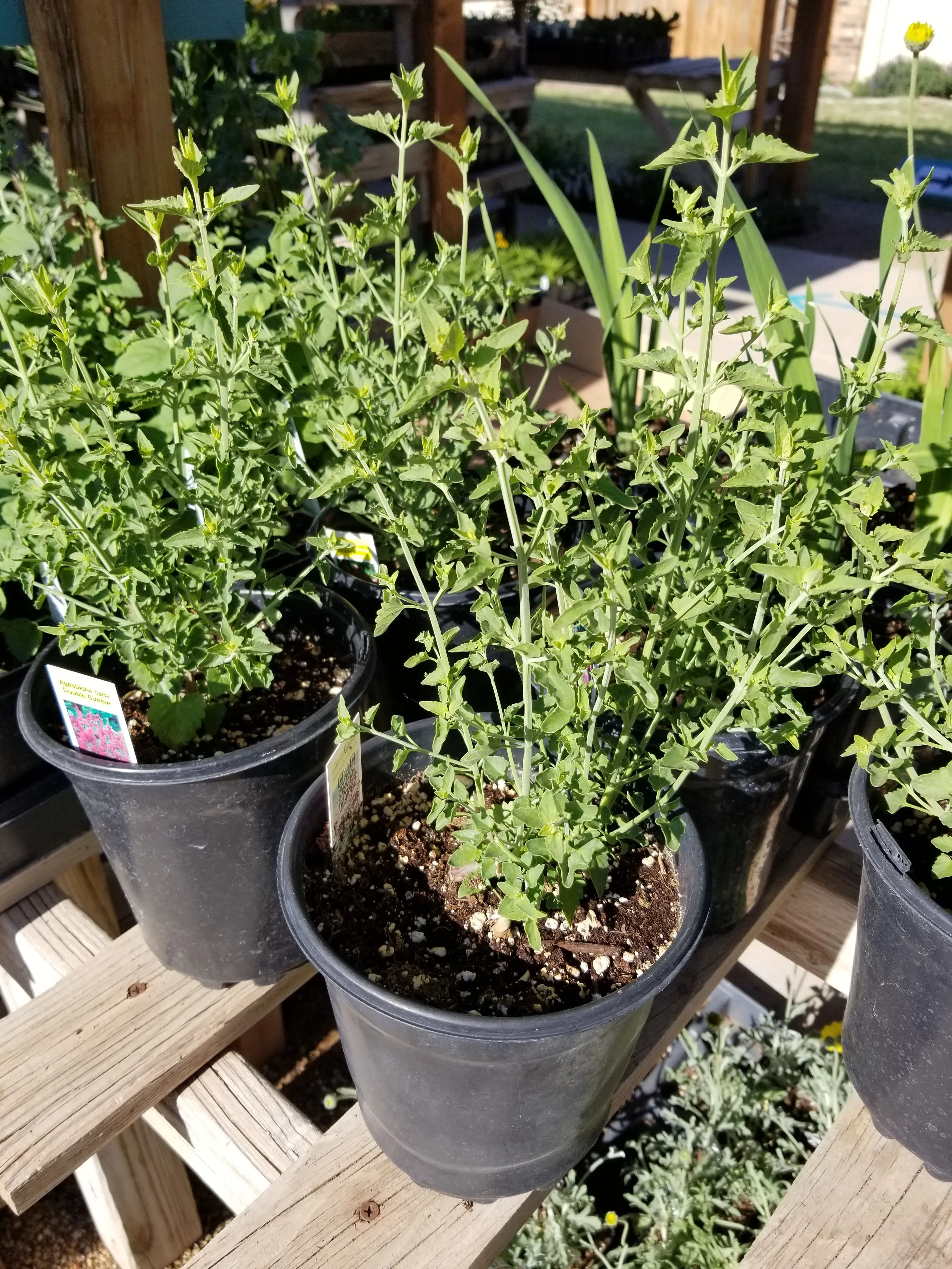 Agastache cana - Double Bubble