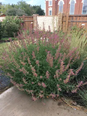 Agastache cana - Double Bubble