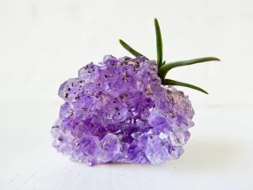 Amethyst Crystal Air Plant Garden - Shiny Druze Geode