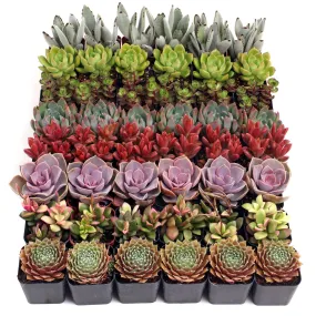 Assorted Succulents 48-Pack - 8 Varieties - 2"