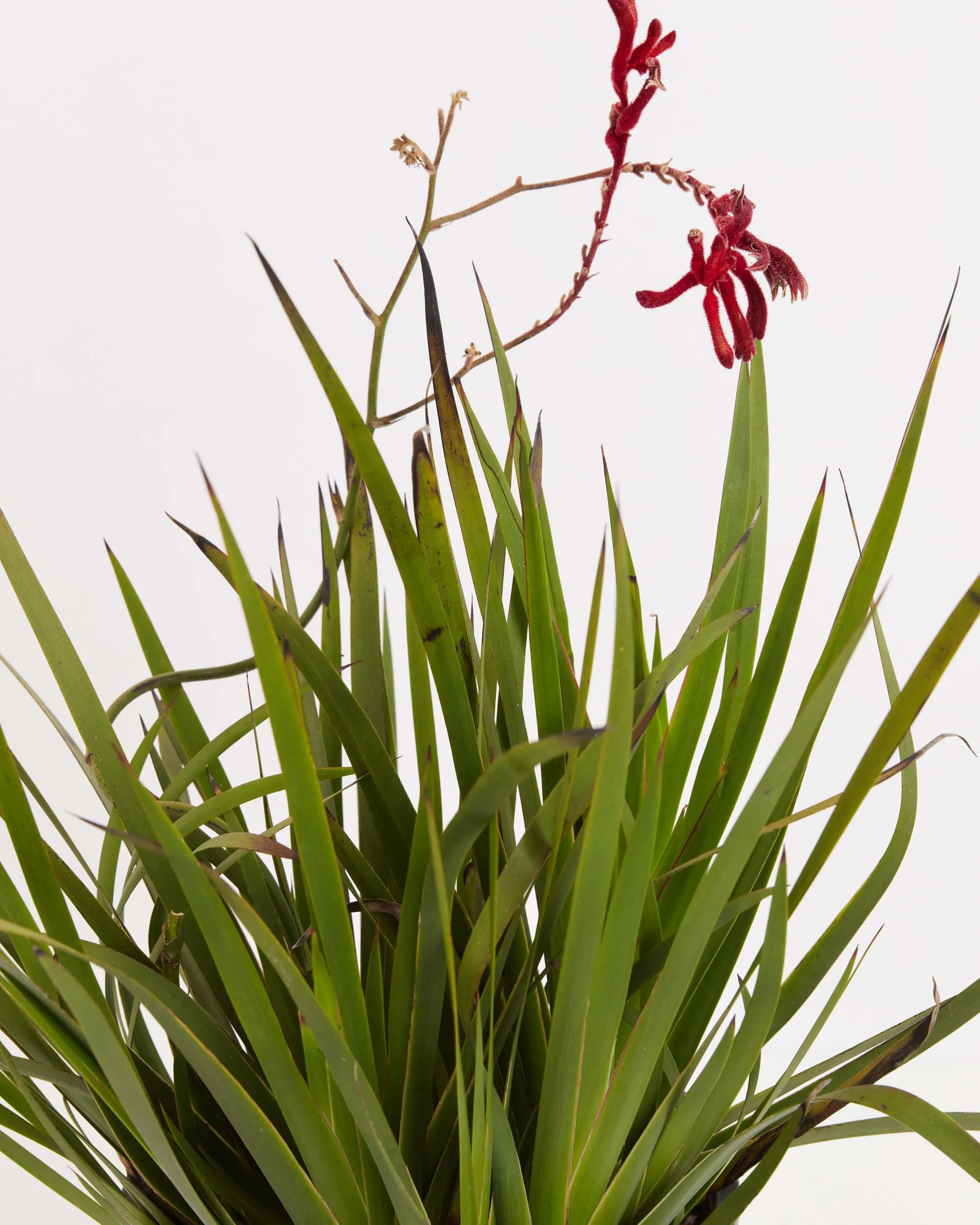 Big Red Kangaroo Paw