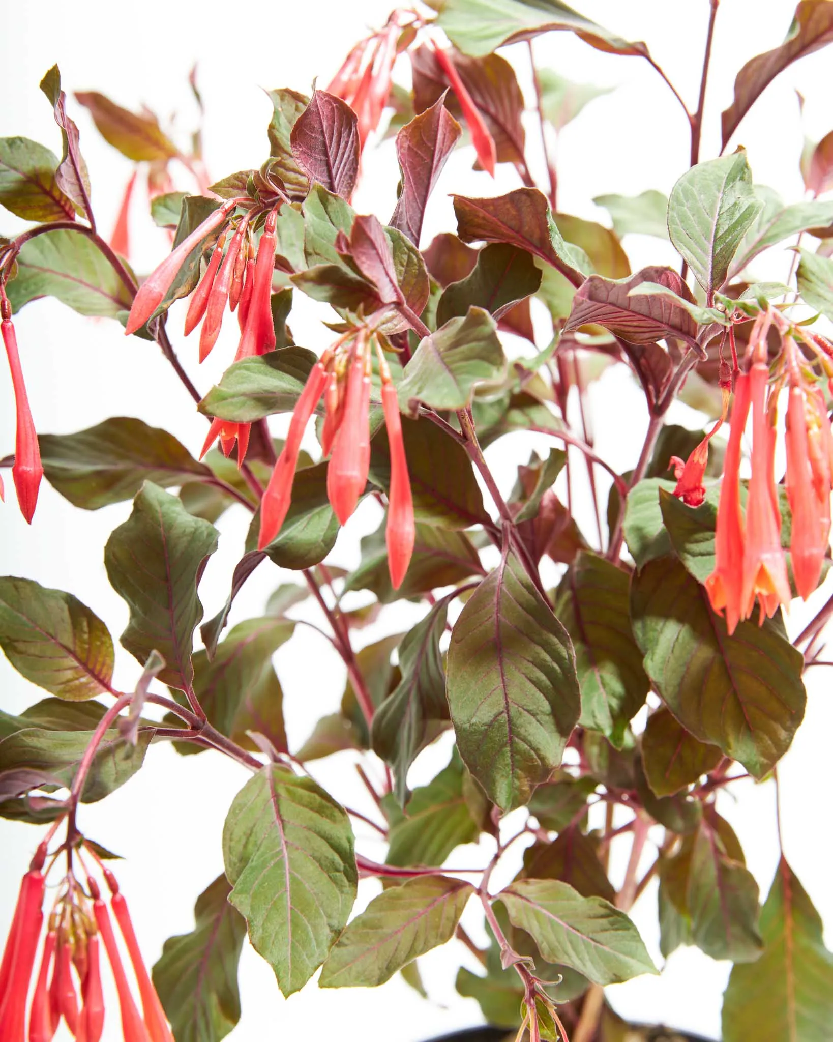 Fuchsia Gartenmeister