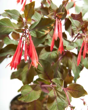 Fuchsia Gartenmeister