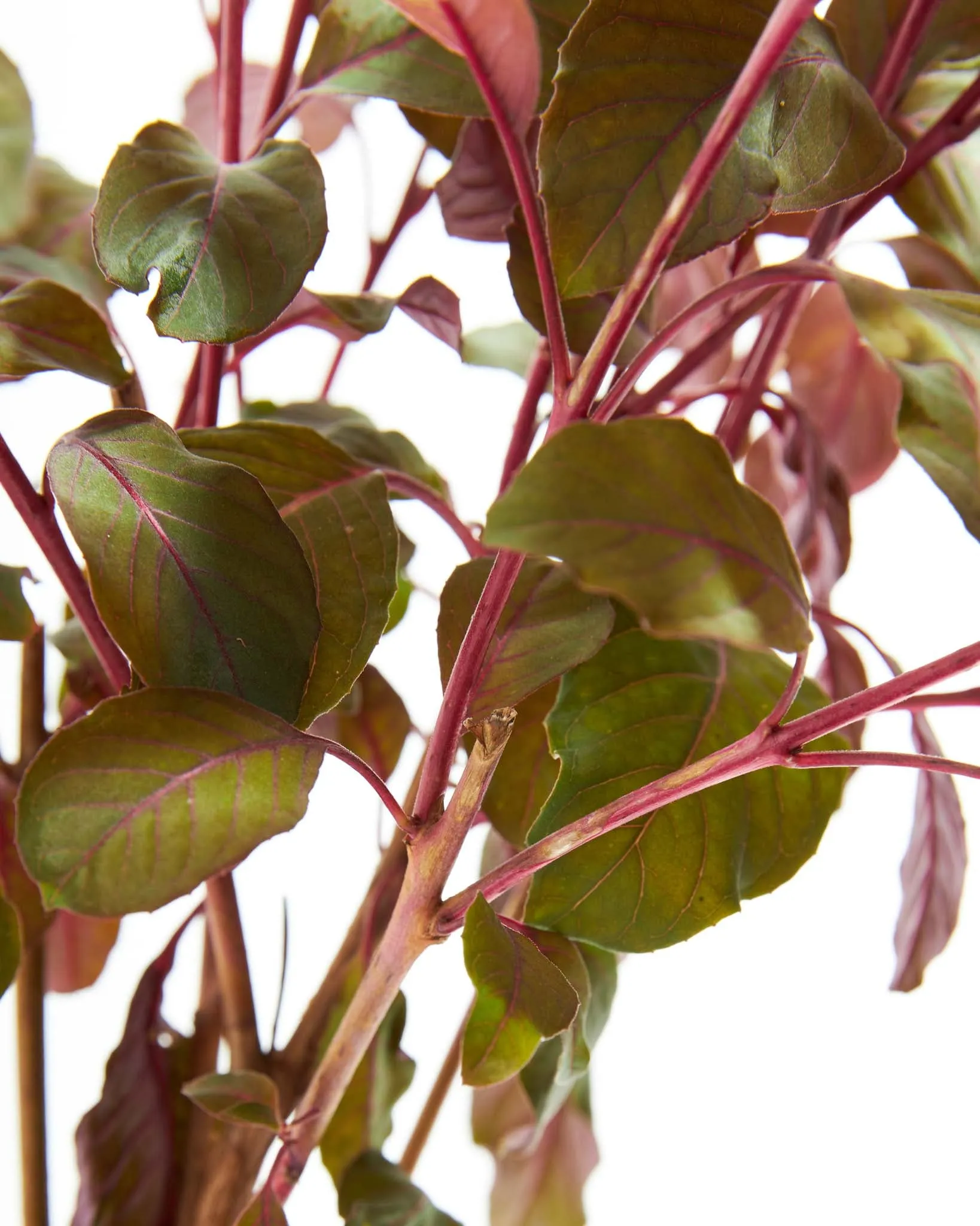 Fuchsia Gartenmeister