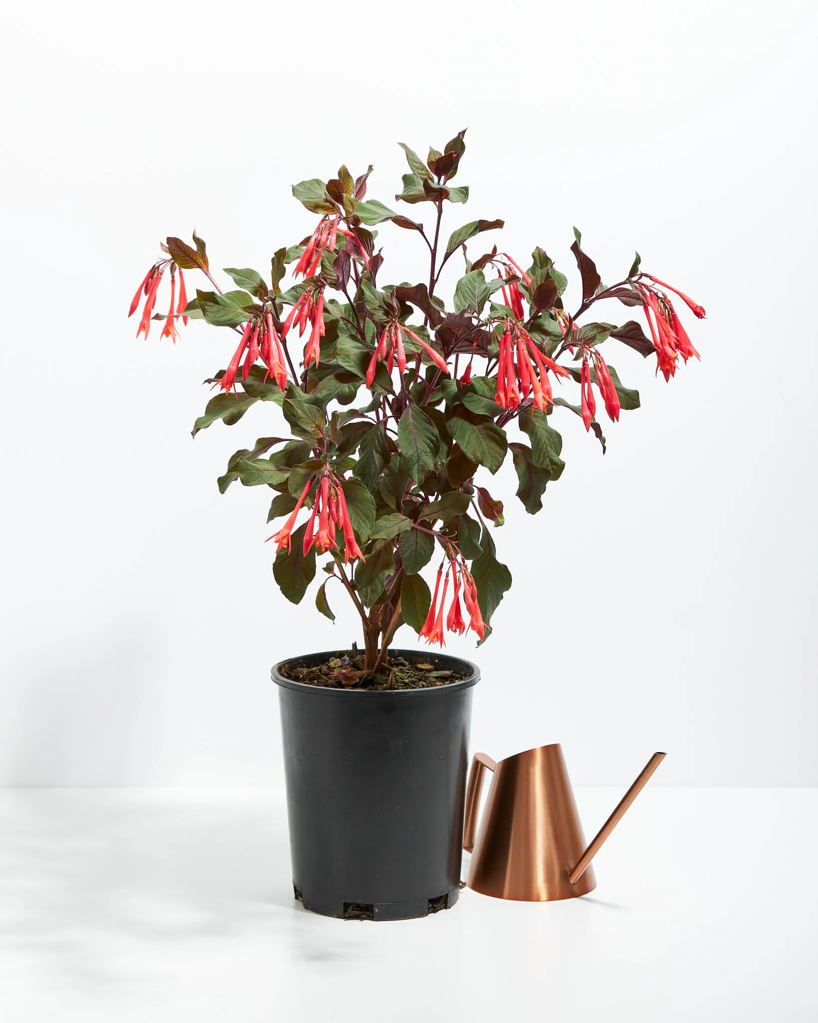 Fuchsia Gartenmeister