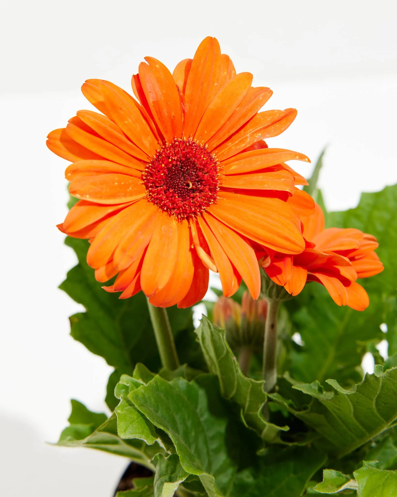 Gerbera Daisy Premier Orange