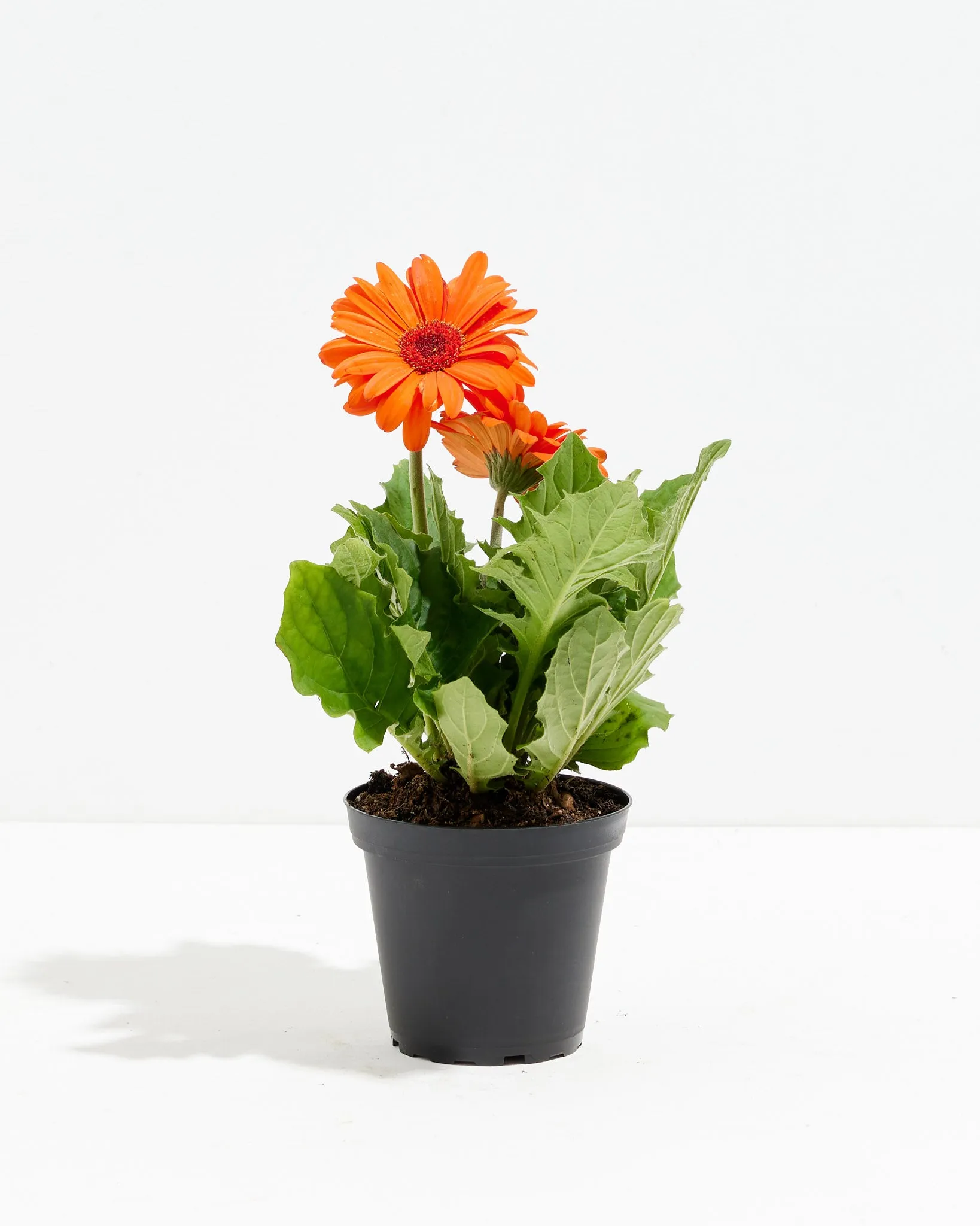 Gerbera Daisy Premier Orange