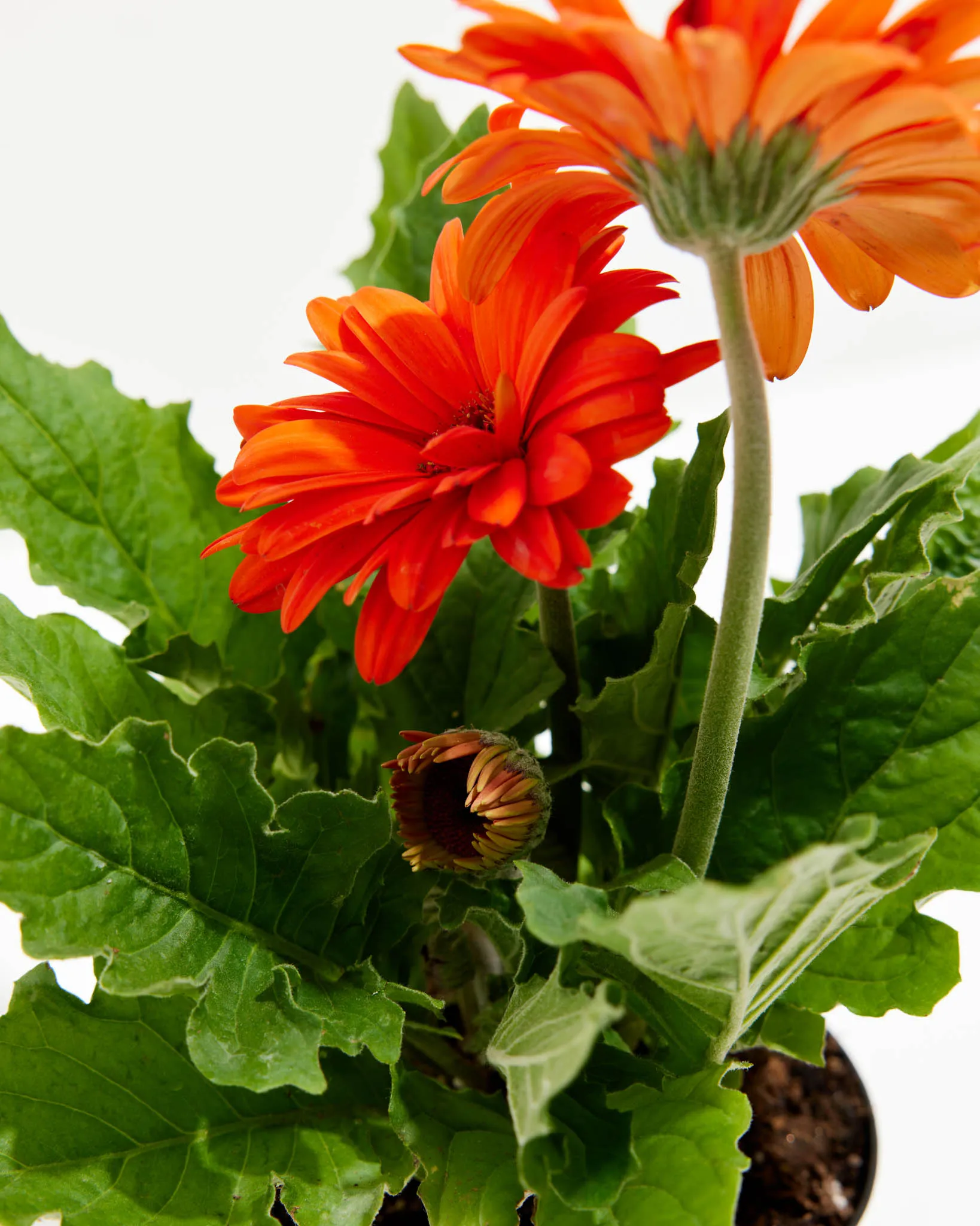 Gerbera Daisy Premier Orange