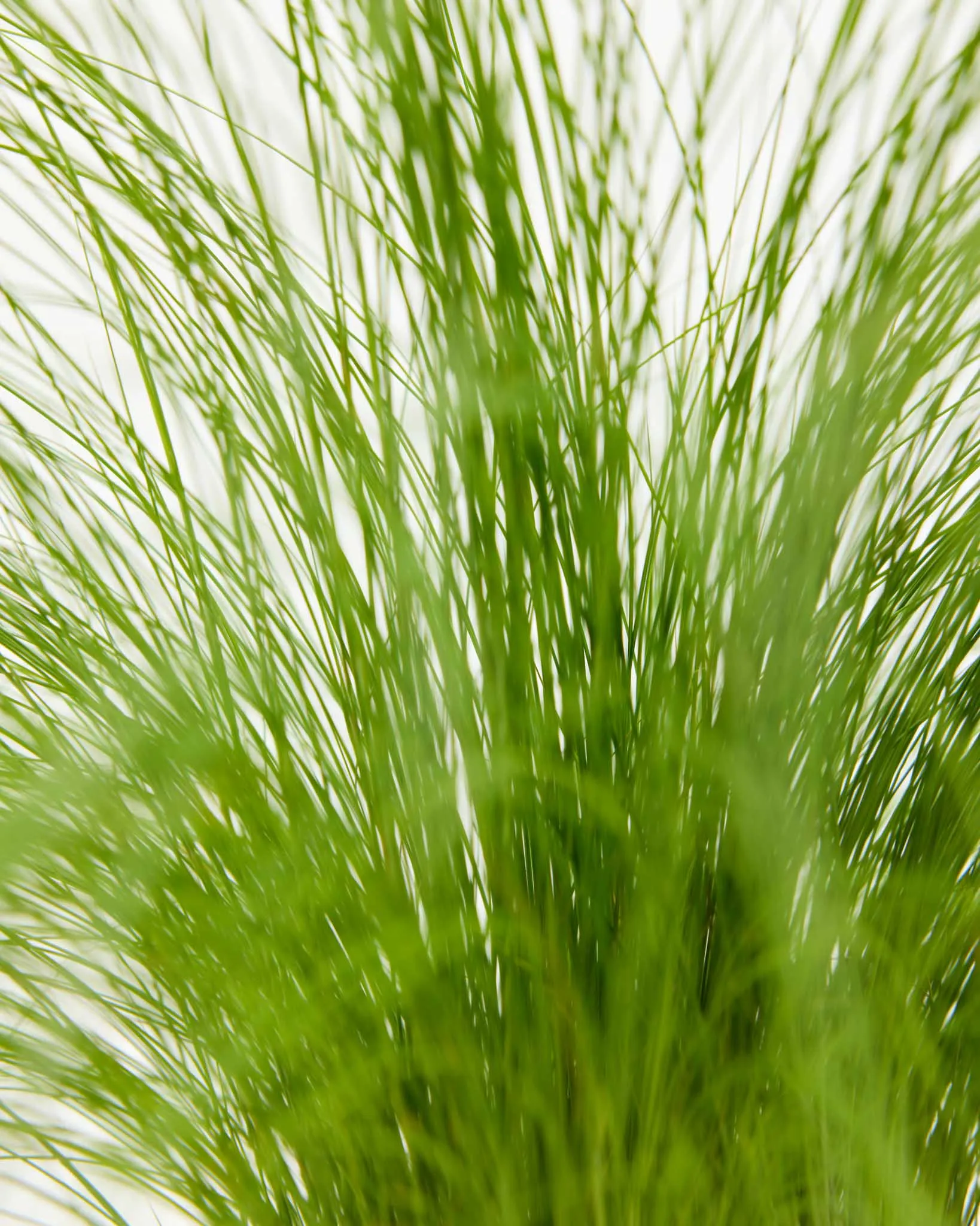 Mexican Feather Grass