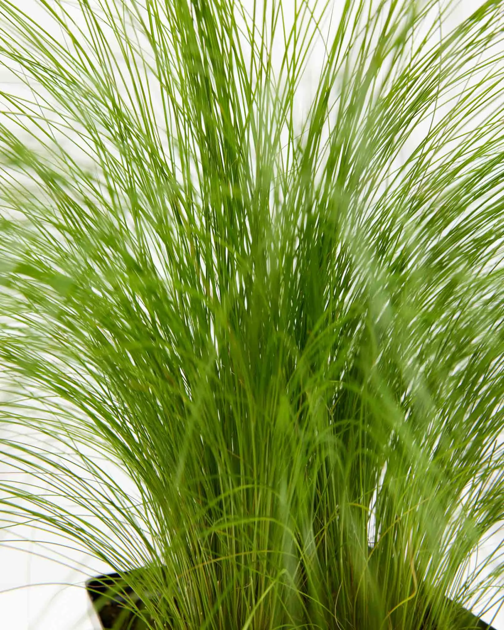 Mexican Feather Grass