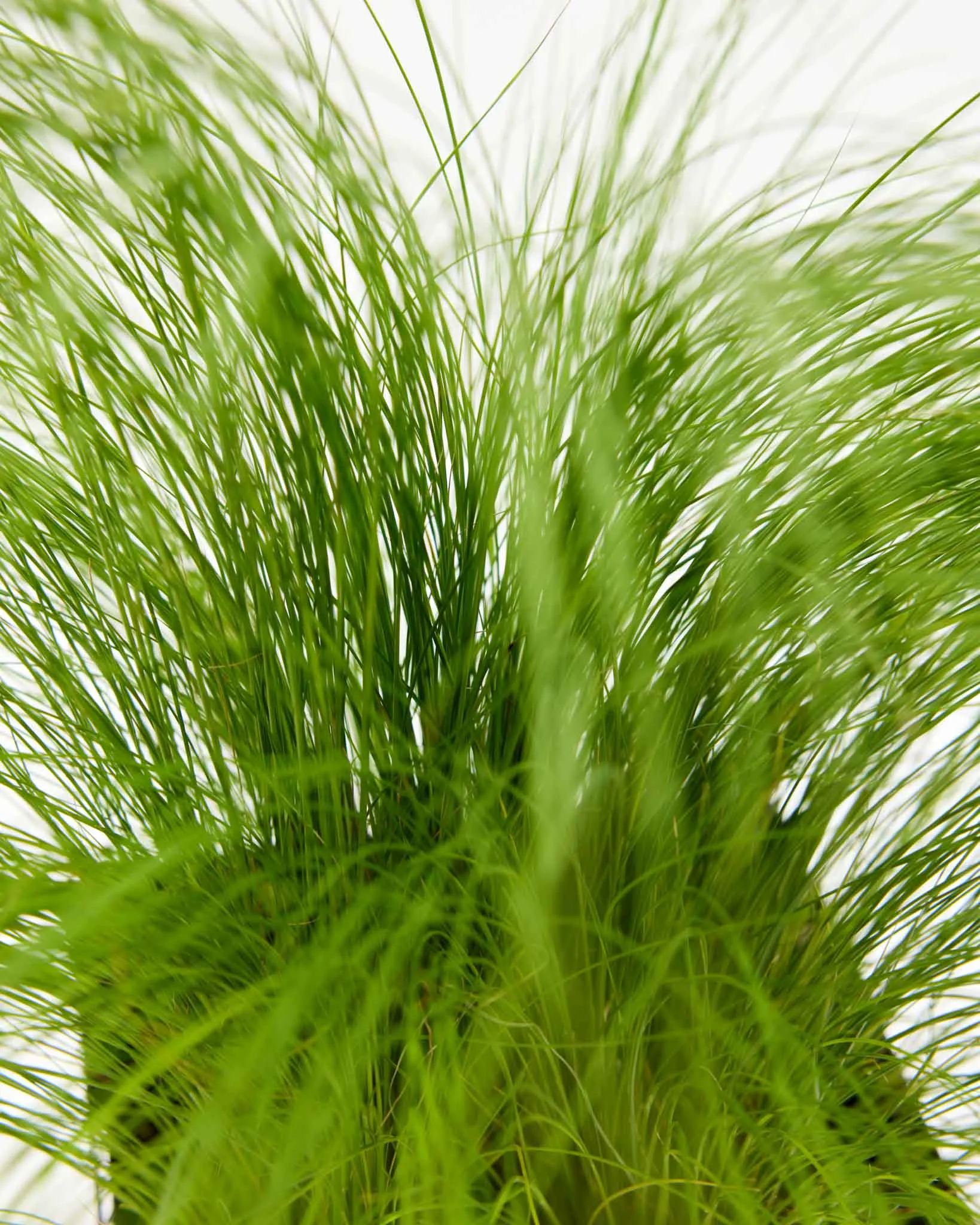 Mexican Feather Grass