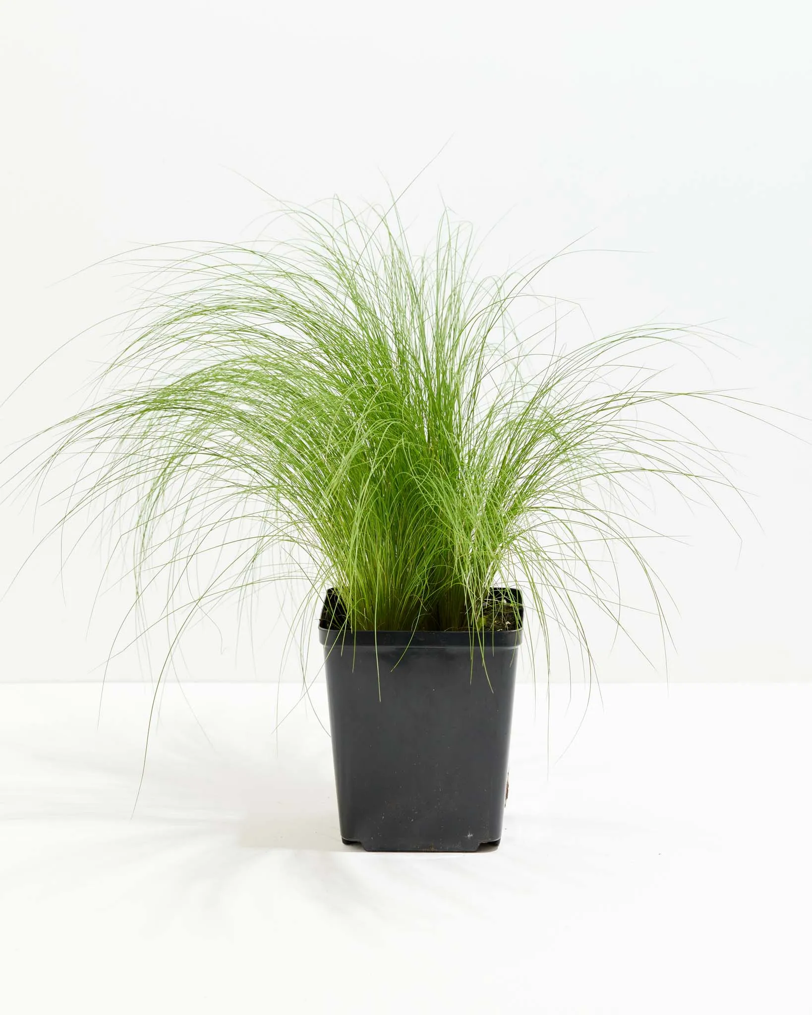 Mexican Feather Grass