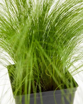 Mexican Feather Grass