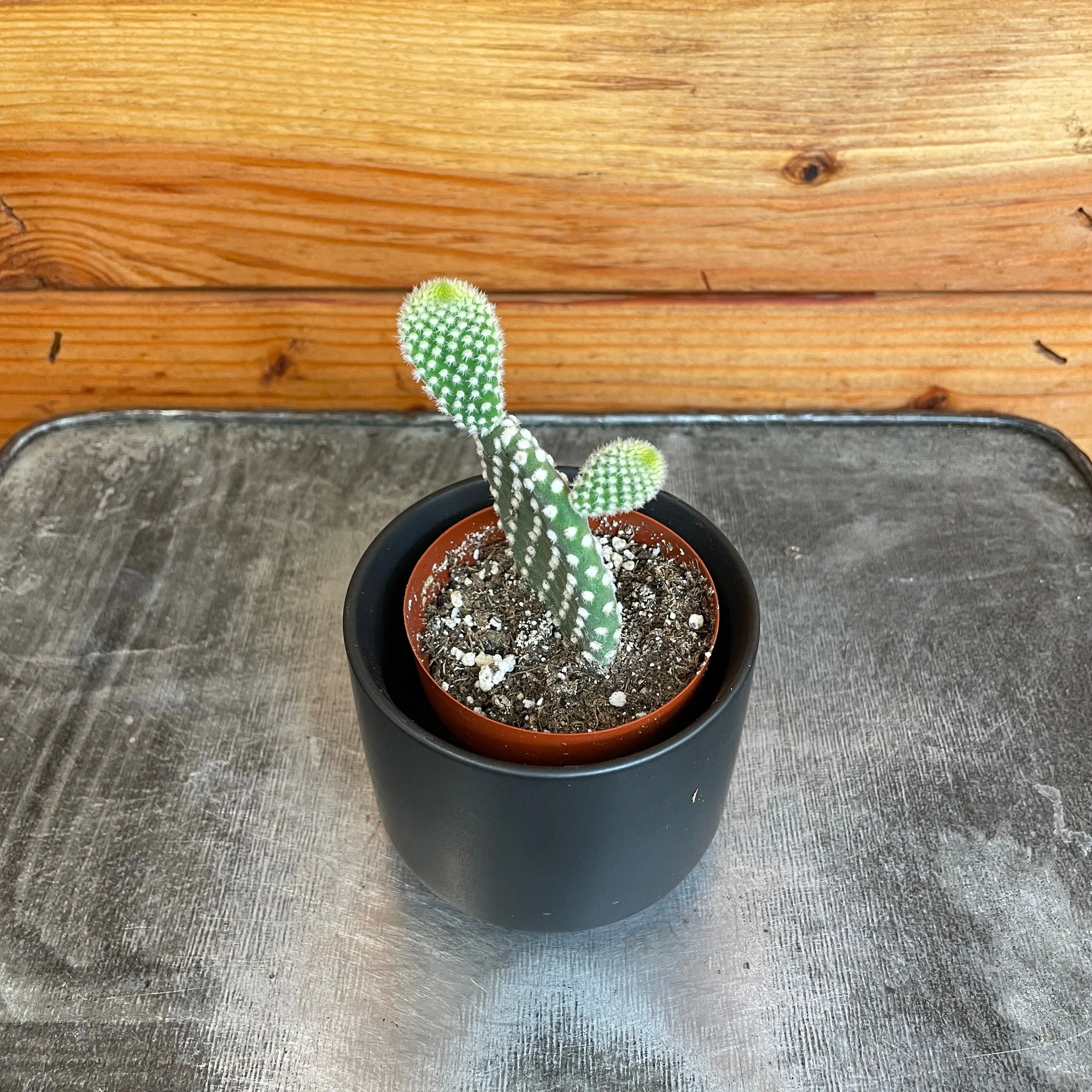 Opuntia Microdasys Albispina, 2" Plant