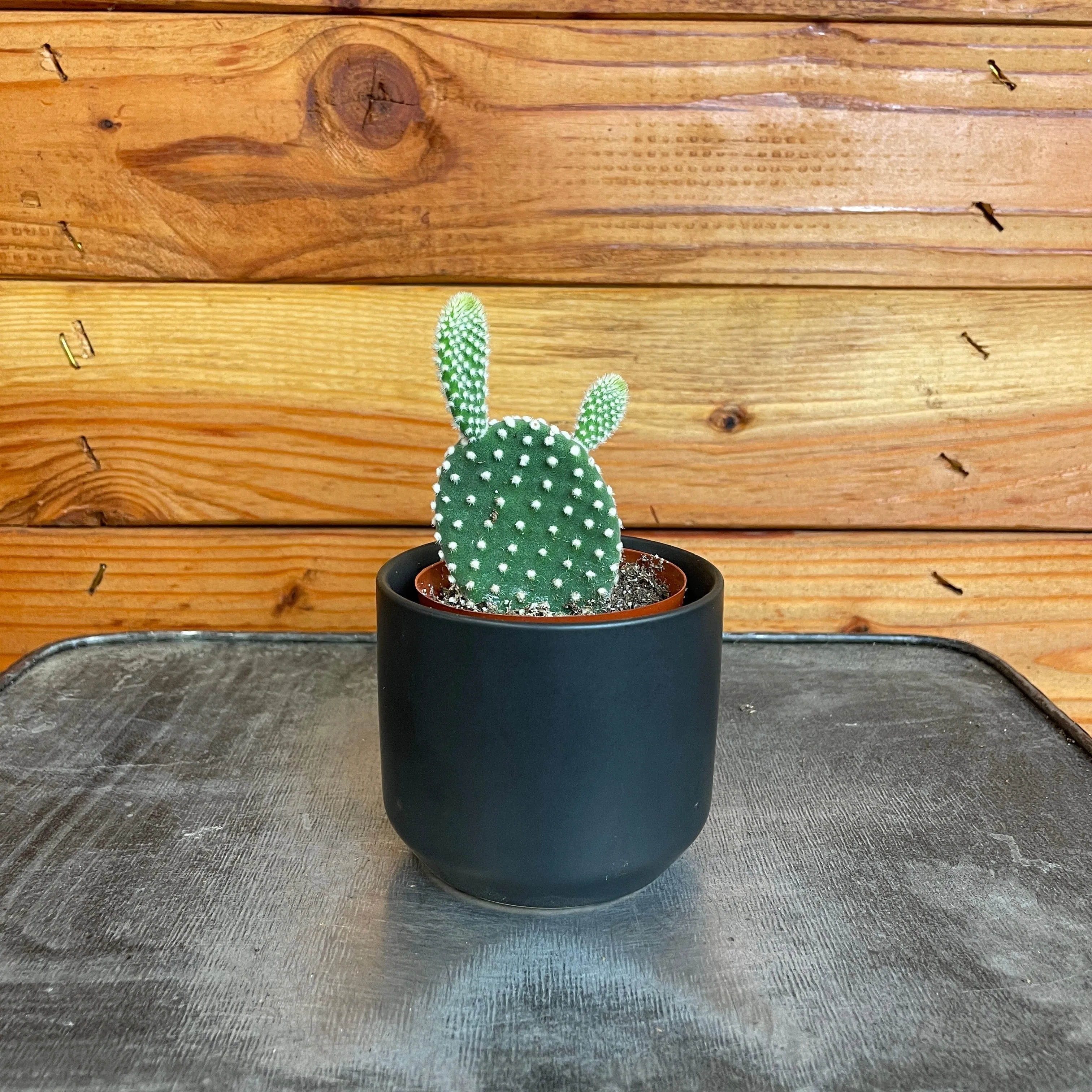 Opuntia Microdasys Albispina, 2" Plant