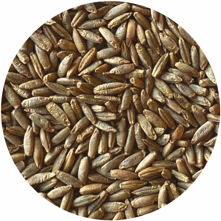 Organic Whole Rye Berries for Wholesale Distributors