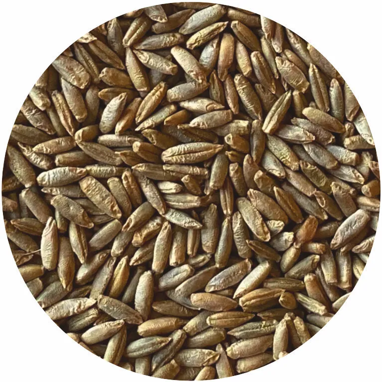 Organic Whole Rye Berries Wholesale