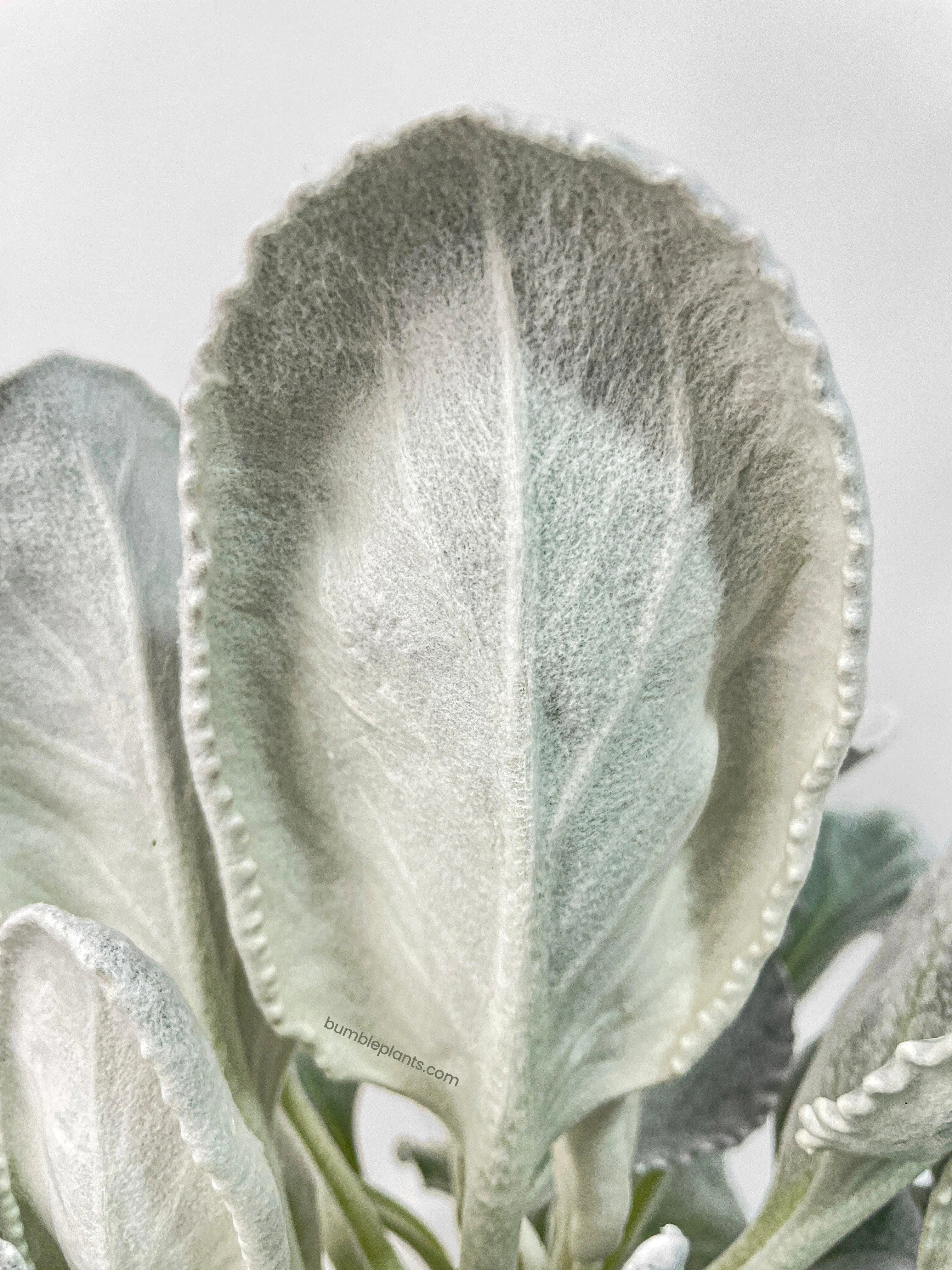 Senecio White Fairy Dust Angel Wing Candicans