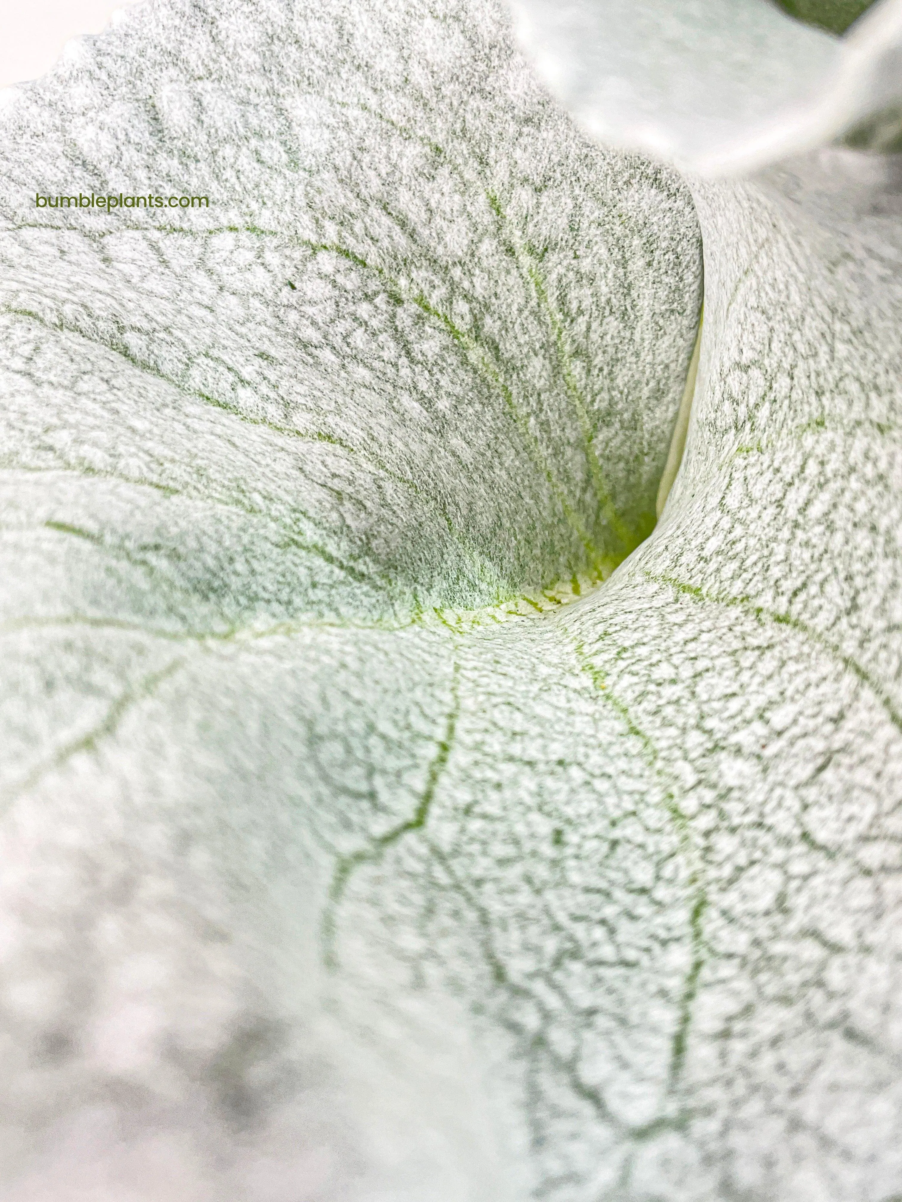 Senecio White Fairy Dust Angel Wing Candicans