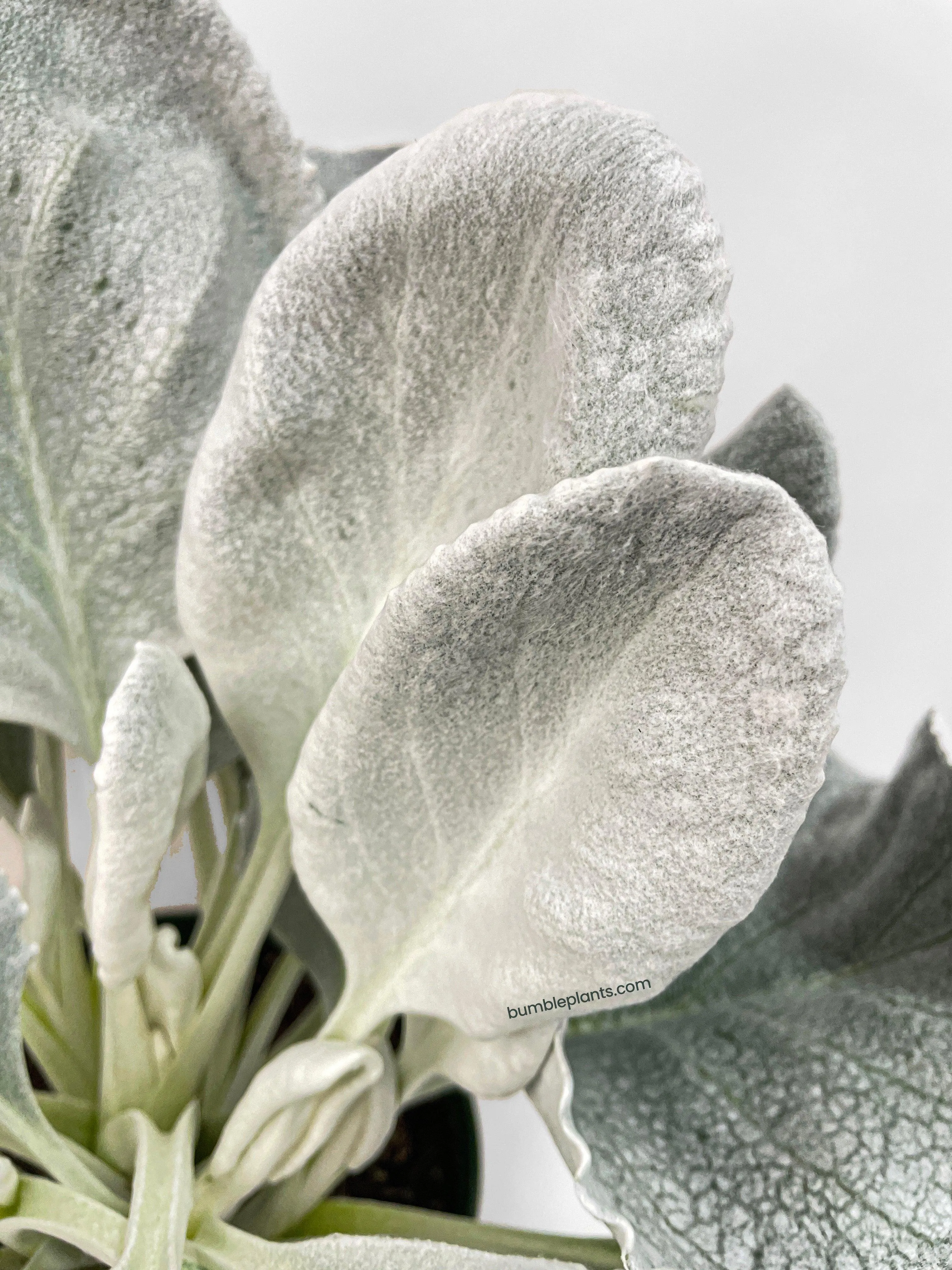 Senecio White Fairy Dust Angel Wing Candicans