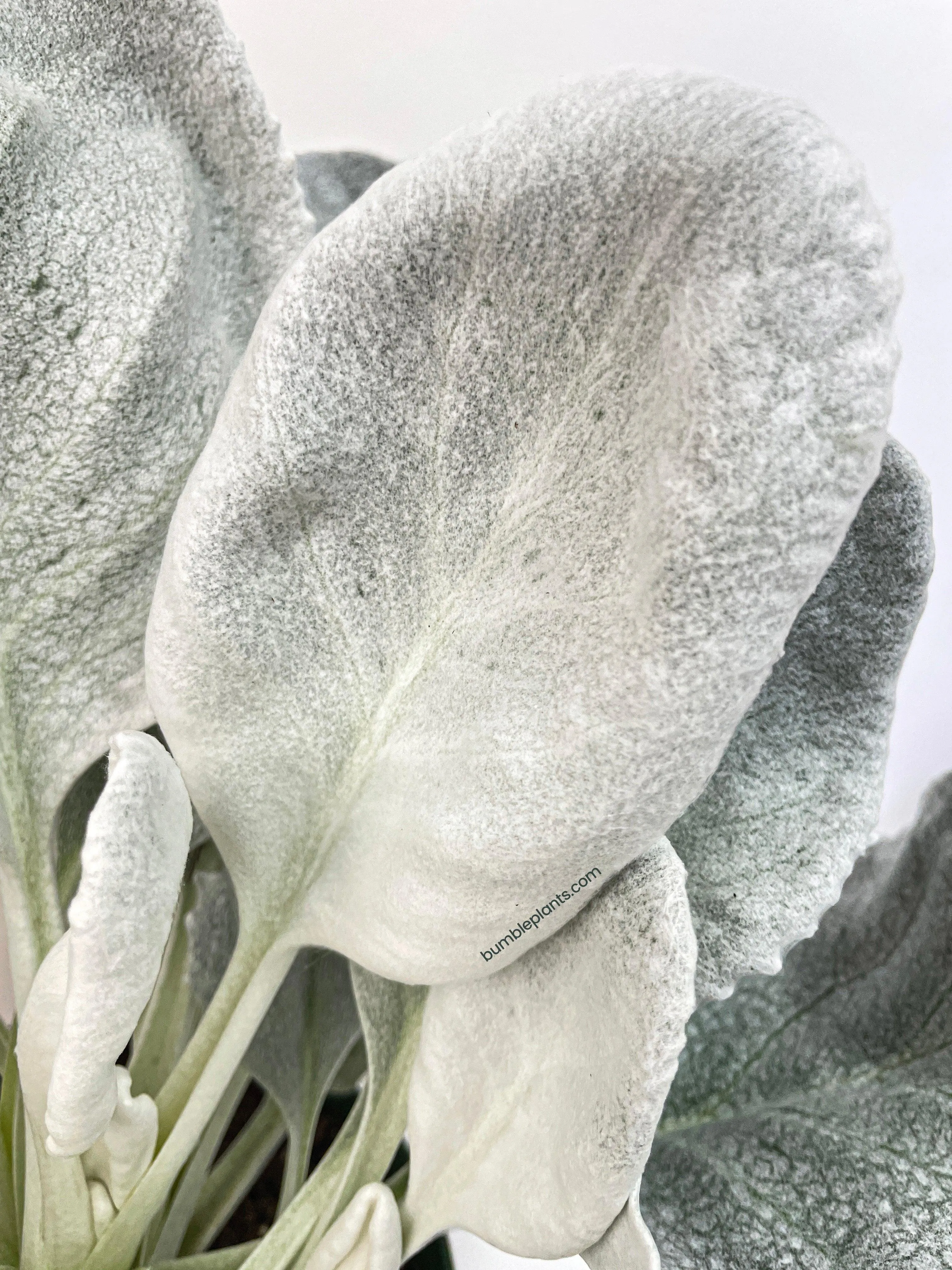 Senecio White Fairy Dust Angel Wing Candicans