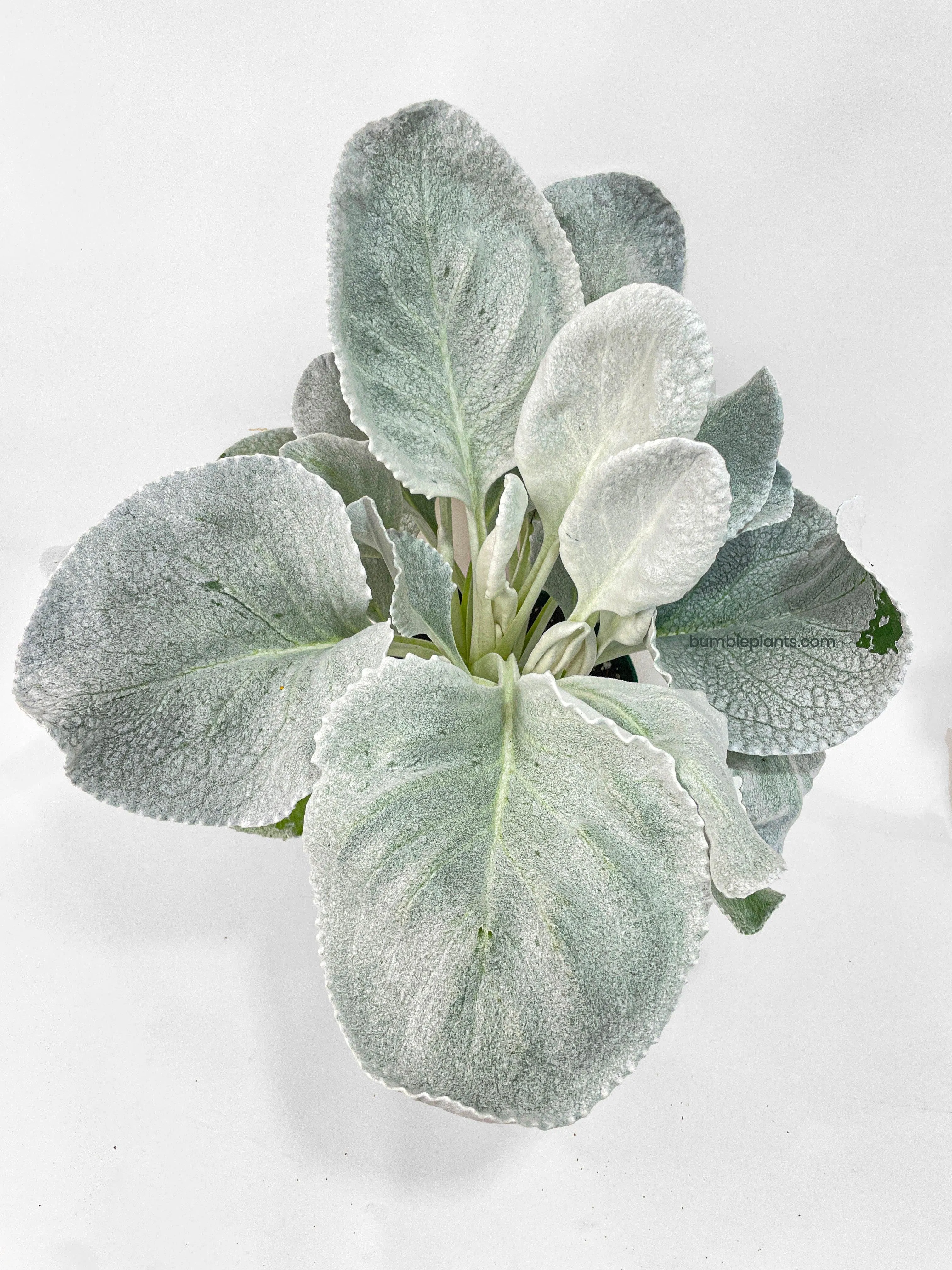 Senecio White Fairy Dust Angel Wing Candicans