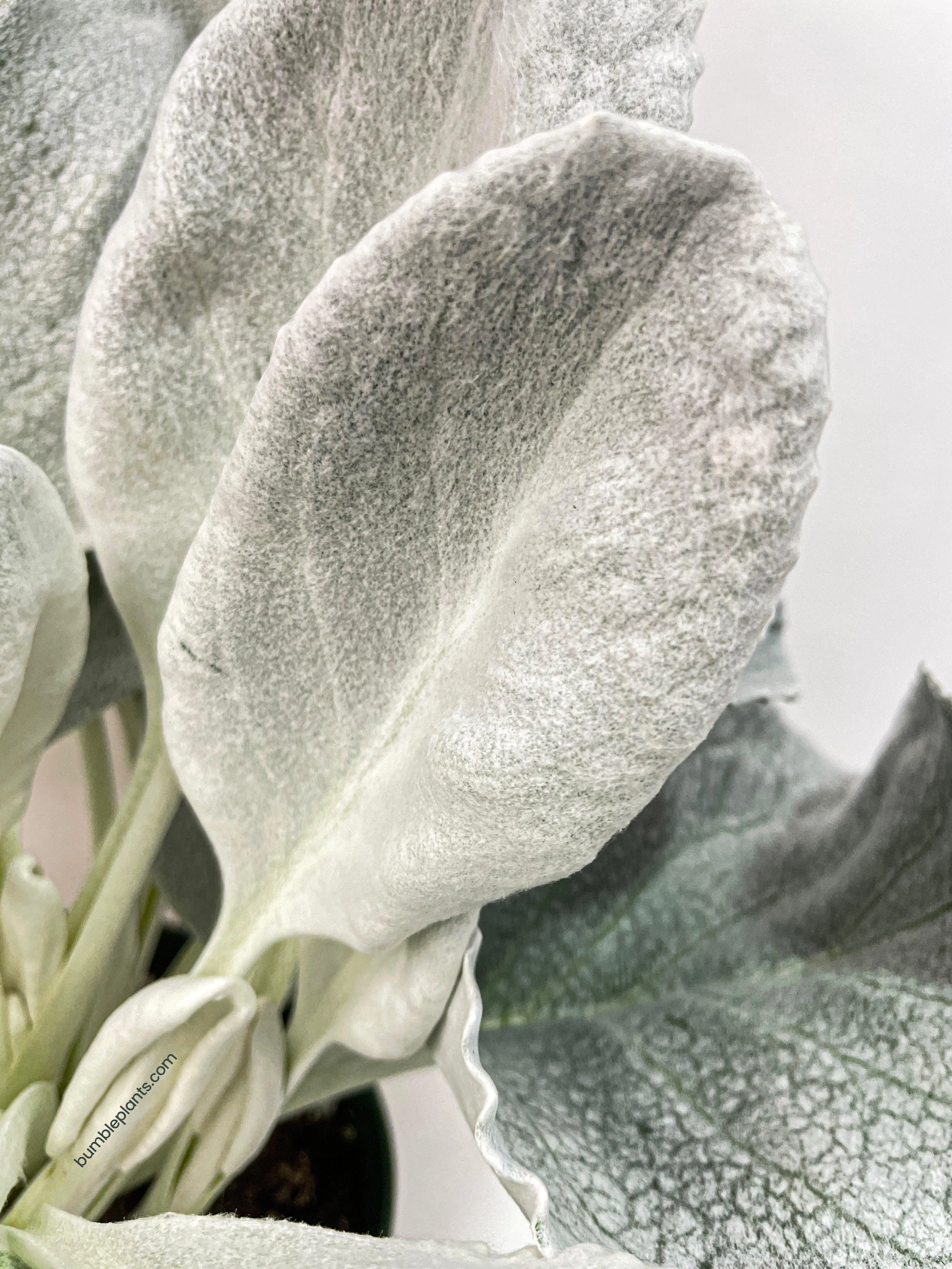 Senecio White Fairy Dust Angel Wing Candicans