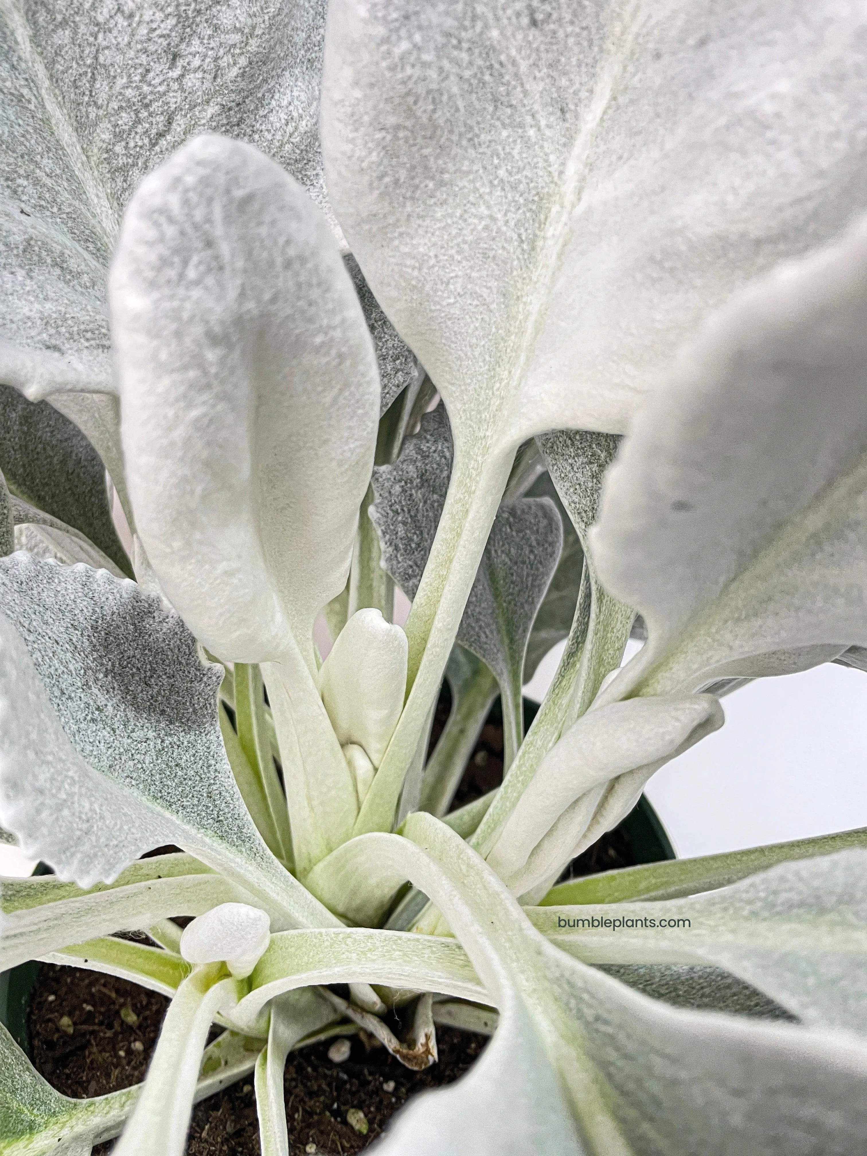 Senecio White Fairy Dust Angel Wing Candicans